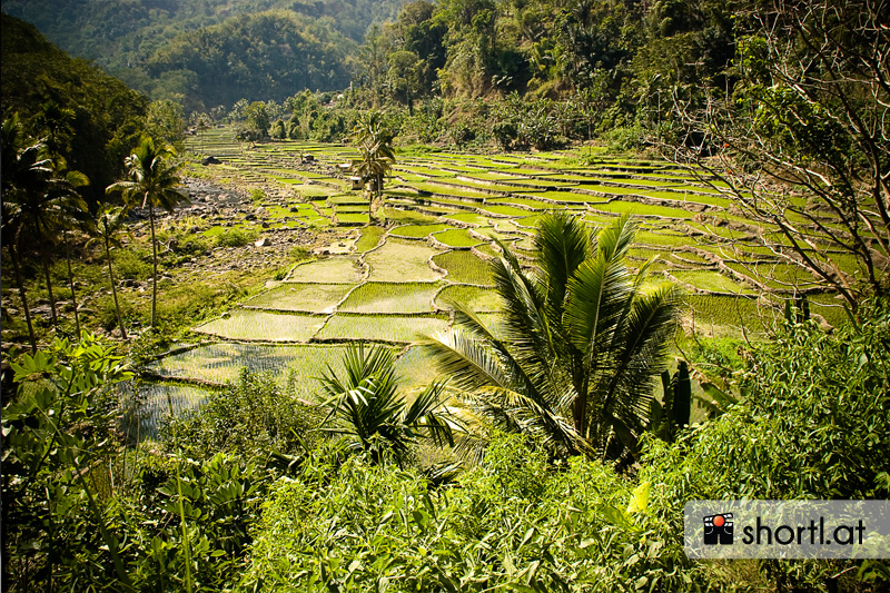 Reisfeld auf der Insel Flores in Indonesien