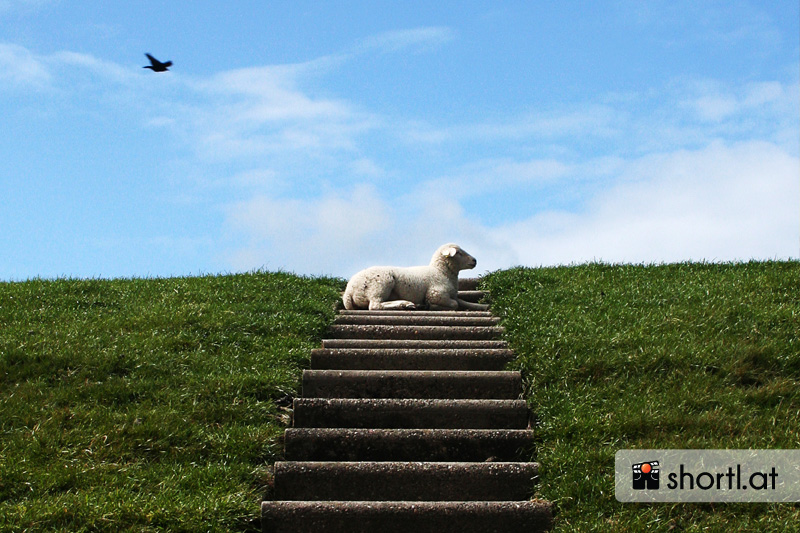 Ein Schaf auf der Insel Texel