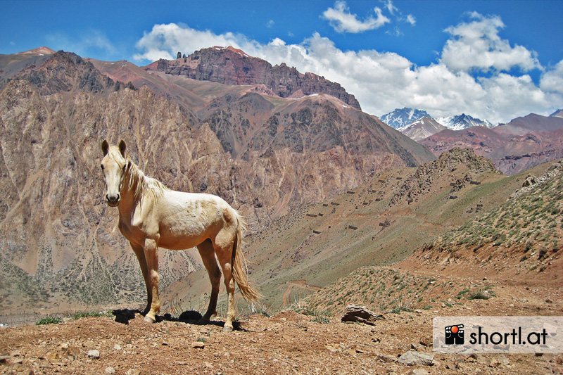 Ein Pferd in den argentinischen Anden